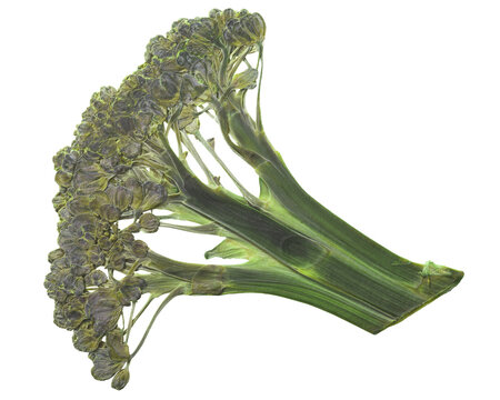 Dried flattened Broccoli head (Brassica oleracea var. italica), isolated, top  view