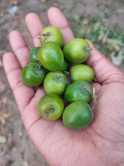 Indian jujube, Indian plum Chinese date, Chinese apple, and dunks is a tropical fruit tree species , selective focus