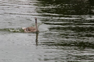 Old cygnet speeding on water