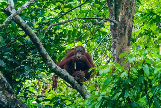 Orang-Utan (Pongo pygmaeus), Semenggoh Nature Reserve, Sarawakn Borneo 