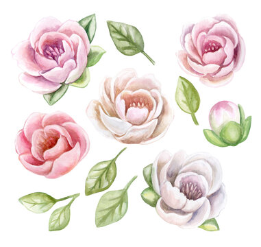 Set of pink roses with leaves isolated on white background. Templates. Watercolor. Illustration. Hand drawing. Greeting card design. Clip art.