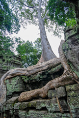 カンボジアの世界遺産タプローム寺院と木の根の写真