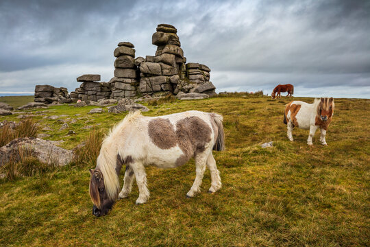 Wild Dartmoor ponies at Staple Tor near Merrivale, Dartmoor National Park, Devon