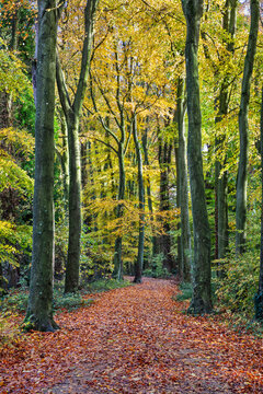 Footpath leading through beech tree woodland, Basingstoke, Hampshire