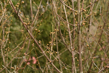 Dirndlstarauch, Kornelkirsche, Cornus mas mit Knospen knapp vor dem Aufblühen im Frühling