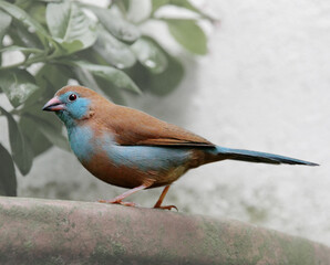 
Blue waxbill bird. A decorative finch in an aviary