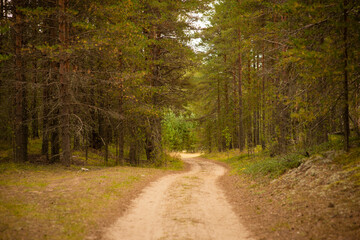 Fototapeta na wymiar pine forest in summer, selective focus
