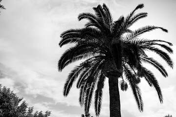 Fototapeta na wymiar palma in bianco e nero