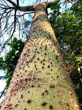 paineira trunk - ceiba speciosa