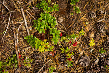 lingonberry berries in the forest, selective focus