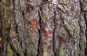 A close up photo of tree bark.