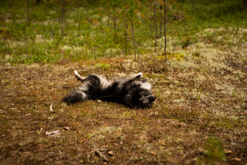 black dog lying in the forest, selective focus