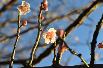 日に透ける梅花