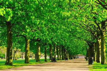 Fototapeta na wymiar Line of trees in a London park in summertime
