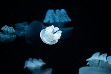 Naklejka na ściany i meble Small blubber jelly floating among other jellyfish