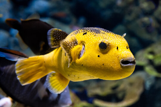 Cute yellow puffer fish swimming through the reef