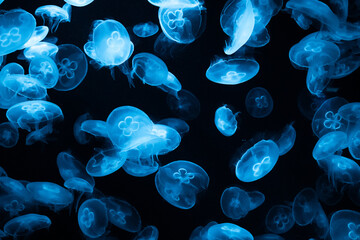 A large number of moon jellyfish floating
