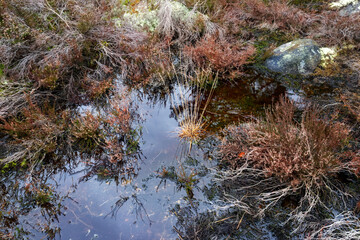  After the rain in Fontainebleau forest. Wild heathland, sphagnum and mosses in the Laris qui parle...