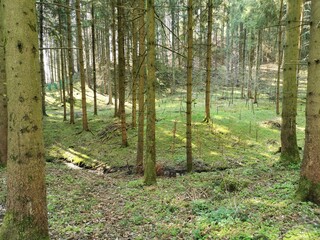 Obraz premium Wald