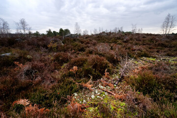 Fototapeta na wymiar After the rain in Fontainebleau forest. Wild heathland, sphagnum and mosses in the Laris qui parle area