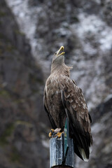White tailed eagle scream - Norway