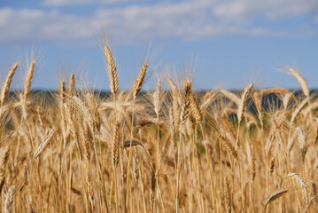Rye field in a hot summer day, close up. Space for text. Natural summery background.