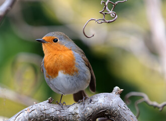 The Gardener's friend in February and March.