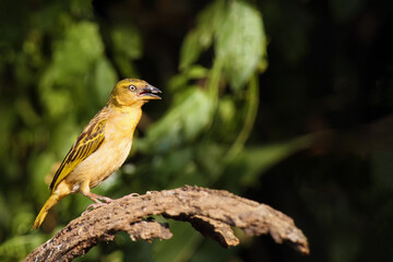 Holub's golden weaver (Ploceus xanthops), also called the African golden weaver sitting on the branch.