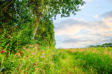 Fototapeta premium Colorful wildflowers on an idyllic meadow