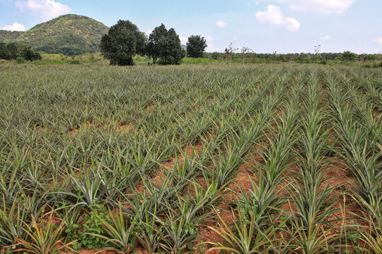 Pineapple fields where farmers wait for production With the sky and mountains in the background