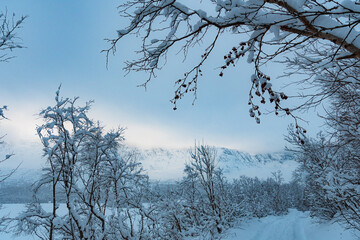 Winter snowy forest. Winter landscape. Winter's tale.