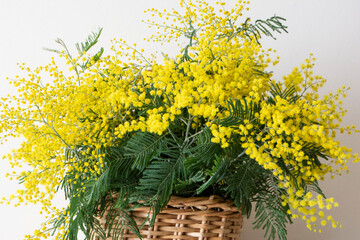 Fototapeta na wymiar Bouquet of mimosa in the basket. Yellow spring flowers. 8 March , Easter, Mother's day