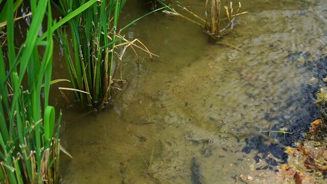 Tiny  tadpoles swimming in the water pool of paddy field.