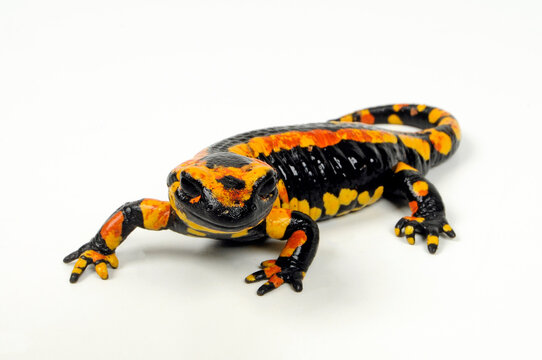 red and yellow Fire salamander (Salamandra salamandra terrestris) // gelb-roter Feuersalamander 