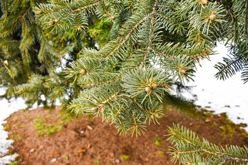 Close up of conifer branch with snow in background