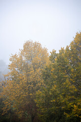 Fototapeta premium autumn in the forest