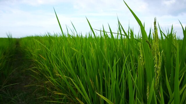 The dancing paddy field at Alor setar, Malaysia