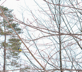 Tit sits on tree in winter