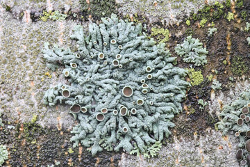 Physcia aipolia, known as Hoary Rosette Lichen, a lichenized fungus from Finland