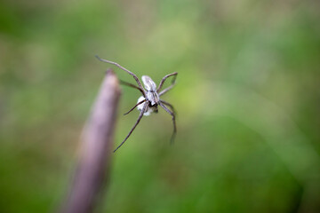 spider on a flower