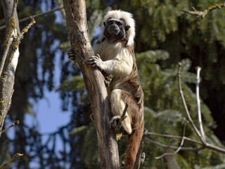 The cotton-top tamarin, Saguinus o. oedipus, climbs in the branches
