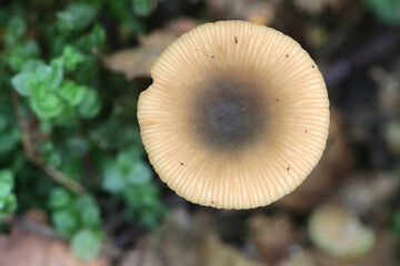 Lactarius obscuratus, known as alder milkcap, wild edible mushroom from Finland