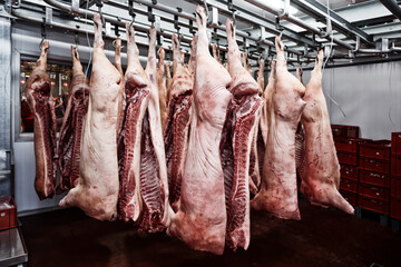 Pig carcasses cut in half in slaughtergouse, toned