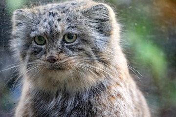 Naklejka na ściany i meble Portrait of Pallas´ cat, Otocolobus manul, in natural enclosure