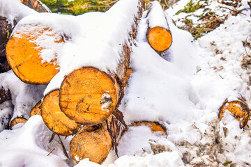Wooden logs covered with snow