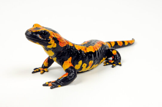 red and yellow Fire salamander (Salamandra salamandra terrestris) // gelb-roter Feuersalamander 