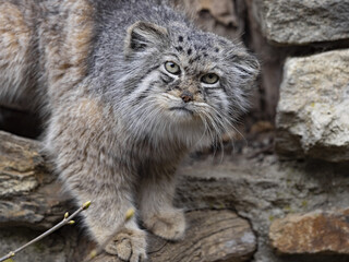 Portrait of Pallas´ cat, Otocolobus manul, in natural enclosure