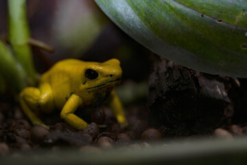 The golden poison frog, Phyllobates terribilis, is one of the most poisonous frogs