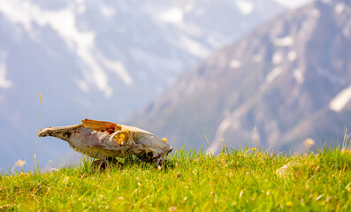 Skull wild animal close-up on nature. Death of animals, pestilence. Pades cattle in a meadow in the highlands.