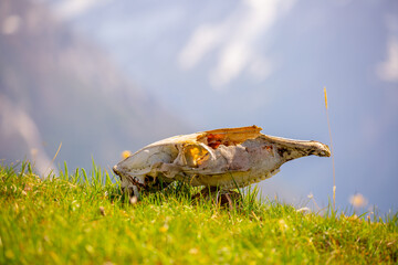 Skull wild animal close-up on nature. Death of animals, pestilence. Pades cattle in a meadow in the highlands.